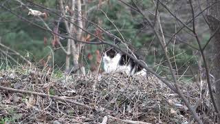 까치 코스프레하는 야옹이 ( Magpie and Cat )