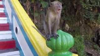 The Monkeys of Batu Caves