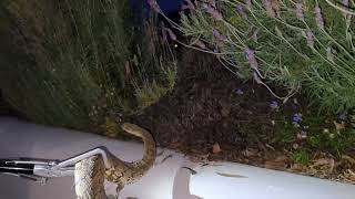 Puff Adder... one of the fastest striking snakes in the world - Montagu Western Cape South Africa