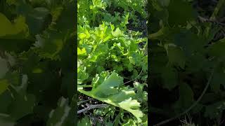 Une Ombellifère comestible des Iles Canaries - An edible Umbellifera from the Canary Islands