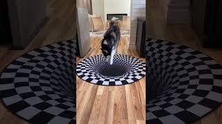 Dogs funny reaction to entering optical illusion rug! #shorts