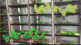 KB Aviary Lovebird Setup || Lovebirds breeding setup