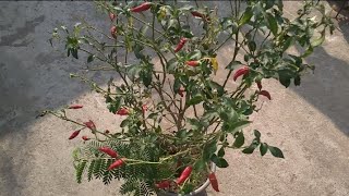 मिर्च की हार्वेस्टिंग और प्रुनिंग || how to do  pruning in chilli plant || #chilliplant#pruning