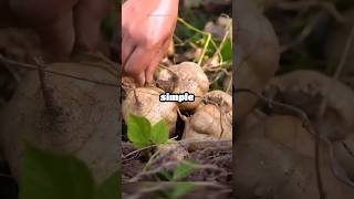 How Fresh TURNIP turns Into a Jelly-dish! 🤯