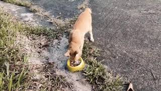 Christmas Treat for The Cats!