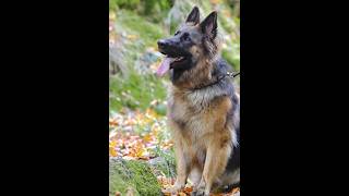 German shepherd dog #shorts #viral #germanshepherd #dog