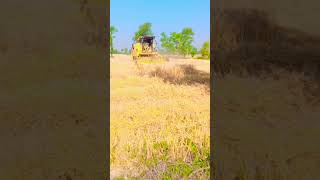 Wheet crops in west punjab #shorts#ytshorts#travel