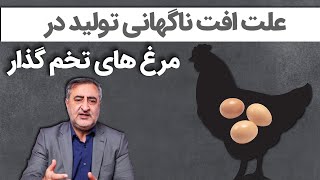 علت افت ناگهانی تولید در مرغ های تخم‌گذار