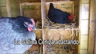 La Gallina nueva poco a poco va siendo Aceptada