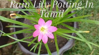 How to pot rain lily and care tips in tamil...