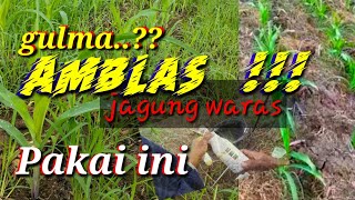 Cara Basmi gulma rumput pada jagung usia muda #basmigulmajagung #racunrumput #tanamjagung