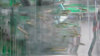 Relax with 30 minutes of zebrafish and lofi