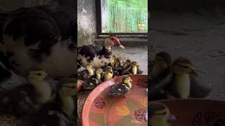 Bath time for ducks.#viral #birds #subscribe #duck #funny #cuteduck #cuteduckling #muscovyduck