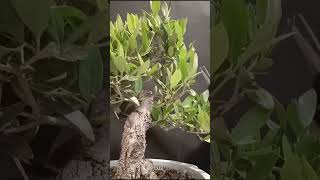 Segundo pinzado a pre bonsai de olivo, vídeo completo en el canal #bonsai