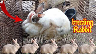 How to breed Rabbits, Rabbits Breeding in a cage. | Successful Rabbit Breeding, pet & animals