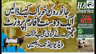 dairy farm feed plan | Daily update feed | a friend visit my farm | Cattle farming | HA DAIRIES