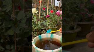 Magical Fertiliser for Rose Plant|How to Use Naval Takat #shorts#viral#flowers#ytshorts #takat