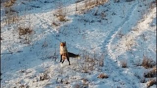 С дроном за лисой