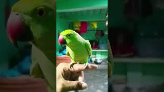 parrot Talking/#parrotlovers #reels #shortvideo #parrottalking #viral #parrot