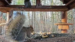 Little bossman Red Squirrel Starting early today #squirrels #wildlife