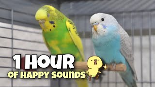 Joyful Budgie Chirping: Sounds from the Bird Room ⏳