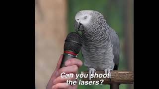 Interview of a parrot named Einstein