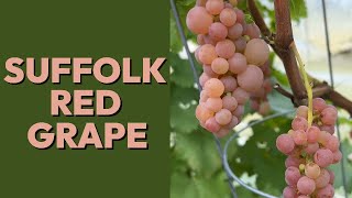 Suffolk Red Table Grape