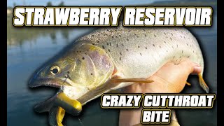 Strawberry Reservoir Crazy Cutthroat Bite (DURING THE SPAWN!!)