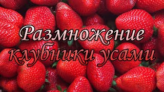 Размножение клубники усами