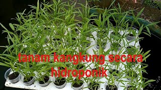 cara menanam kangkung hidroponik dengan mudah