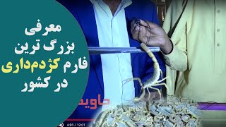 معرفی بزرگترین فارم کژدم داری و قیمت زهر کژدم