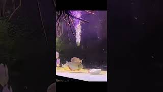 Feeding piranhas #shorts #feedinganimals #piranha #unbelievable #doyoulikeit #amazing #fisheating