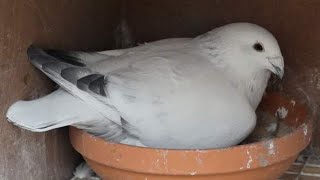 Beautifull Racing Pigeons | Racer Pigeons