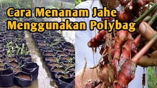 Cara Menanam Jahe Menggunakan Polybag