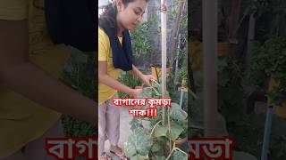 ছাদ বাগানের শাক সবজি হারভেস্ট করা হচ্ছে।My rooftop garden/#shorts #rooftopbar #garden #tips #tric