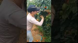 colheita de tomate em Domingos Martins - ES