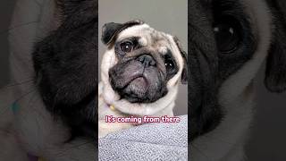 Where is it coming from? 🤔 #dog #pug #funny #shorts @PugMaggie for the audio 💜