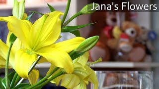 Jana's Flowers in The Heights