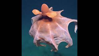 octopus found under 1600 below sea level| marine world| sea world #shorts #octopus #marinelife