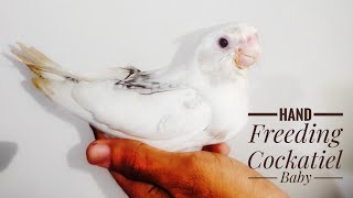 Hand Freeding Cockatiel Baby