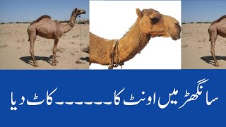 Sanghar Camel story