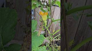 My first Honeynut Squash || DHBG