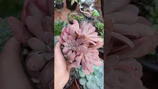 Echeveria Diffractens