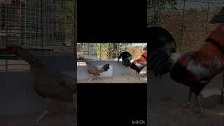 GALLO LEIPER con GALLINAS GIRA ASEEL