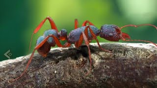 Ant Legion Tips - Redfoot Specialized Ant Broken?