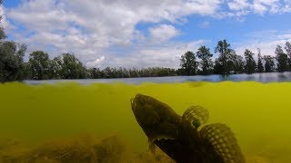 Подводные съёмки рыбы. Пруд