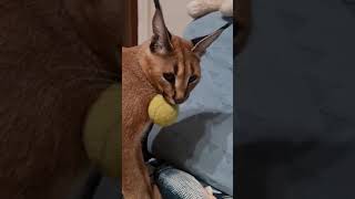 Каракал Ладушка передает нам привет из Испании.🇪🇦 #caracal #cat #каракал #kitten #cutecat #caracat