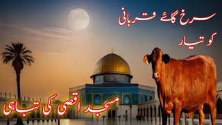 Israel Sacrificing Red Heifer In April |  Qiyamat Ki Bari Nishani | Red Cow Sacrifice