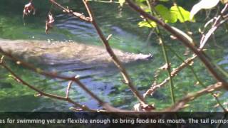 Manatee in Blue Spring Park,  Florida