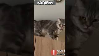 Кто ел печенюшку!? Без масла! СМЕШНЫЕ ЖИВОТНЫЕ😹😻👍#34